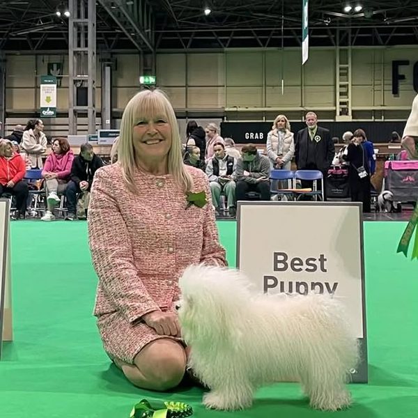 A white puppy with a rosette at a dog show